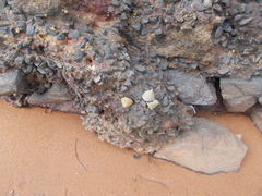 Bembicium auratum