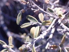 Tarchonanthus minor