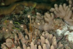 Tubulariidae