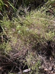 Dielsiodoxa lycopodioides
