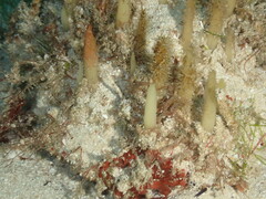 Ciocalypta penicillus