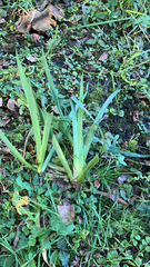 Iridaceae