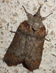 Nycteola