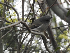 Pachycephala pectoralis