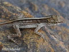 Anolis sagrei