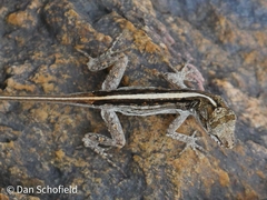 Anolis sagrei