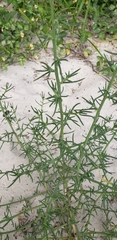 Salsola kali