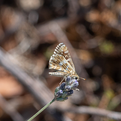 Pyrginae