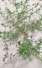 Salsola kali