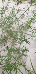 Salsola kali