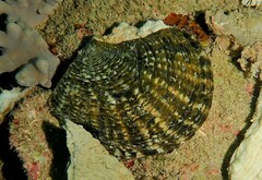 Pinctada margaritifera