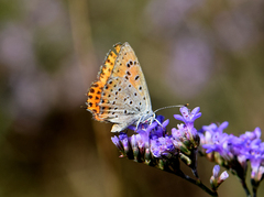 Lycaena thersamon