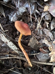 Cortinarius basirubescens