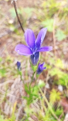 Gentianopsis barbata