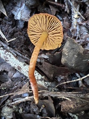 Cortinarius basirubescens
