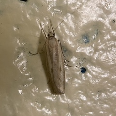 Agriphila inquinatella
