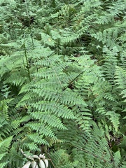 Dennstaedtia scandens