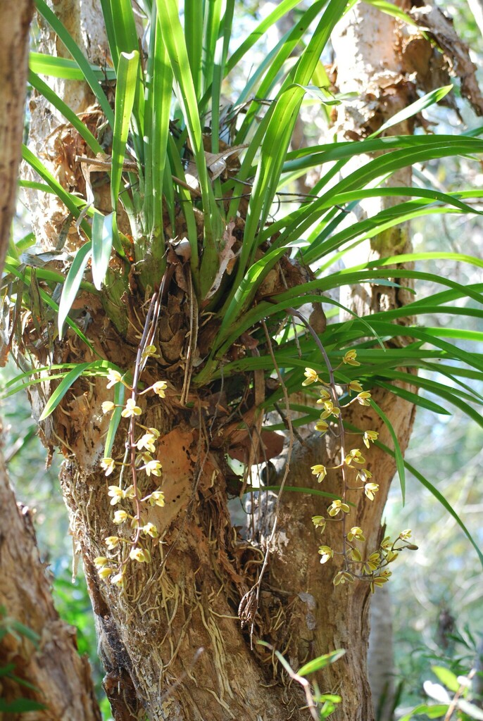 Arrowroot Orchid