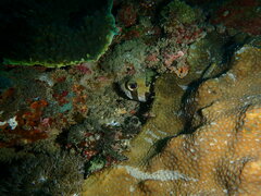 Diodon liturosus