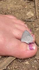 Celastrina