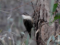 Cormobates leucophaea