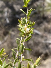 Styphelia setigera