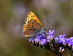 Lycaena thersamon