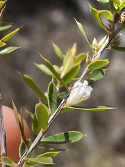 Styphelia setigera