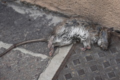 Rattus norvegicus