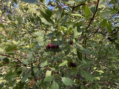 Crataegus douglasii
