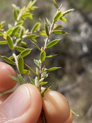 Styphelia setigera