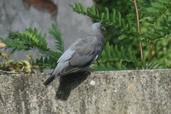Columba palumbus