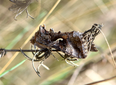 Autographa
