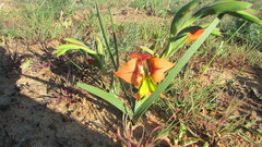 Gladiolus alatus