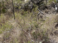 Styphelia setigera