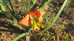 Gladiolus alatus