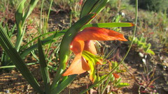 Gladiolus alatus