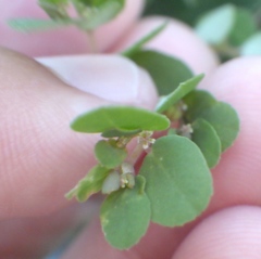Euphorbia blodgettii