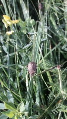 Picromerus bidens