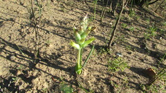Lachenalia orchioides