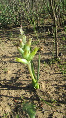 Lachenalia orchioides