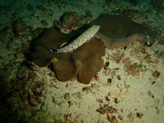 Parapercis hexophtalma