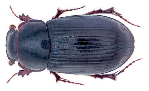 Acrossus laticollis