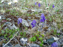 Aconitum delphiniifolium