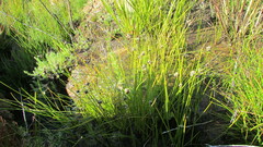 Isolepis diabolica
