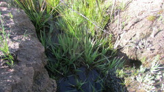 Juncus lomatophyllus