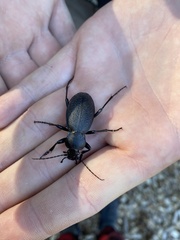 Carabus coriaceus