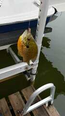 Lepomis gibbosus × macrochirus