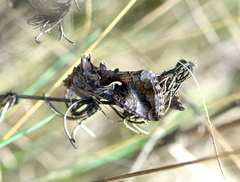 Autographa