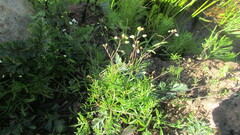 Heliophila diffusa diffusa